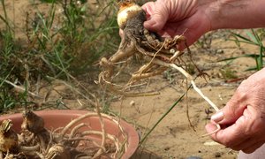  Brunsvigia orientalis terug by die huis na 10 jaar